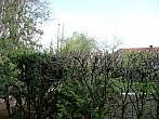 Třibřichy