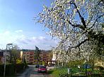 Borovina