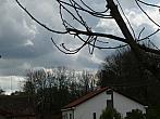 Třibřichy
