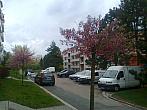 Borovina