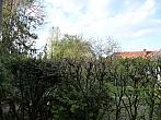 Třibřichy