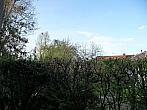 Třibřichy