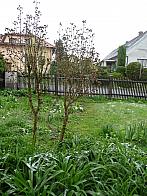 Třibřichy
