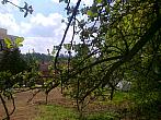 Borovina