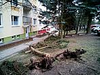 Borovina