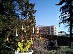 Borovina