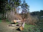 Borovina
