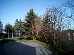 Borovina