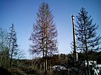 Borovina