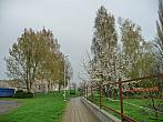 Třibřichy