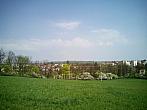 Borovina