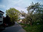 Borovina