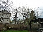 Třibřichy