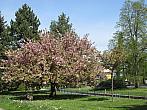 Neratovice