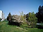 Borovina