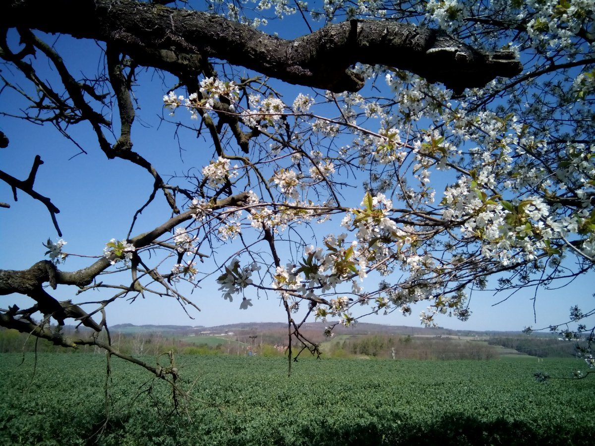 Třebíč-Borovina