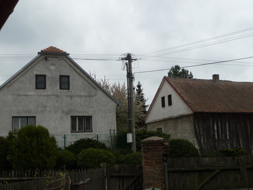 Třibřichy