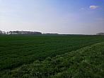 Císařov