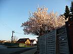 Třibřichy