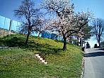 Třebíč-Borovina