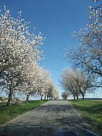 Pacov