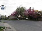 Třibřichy