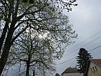 Třibřichy