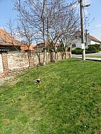 Třibřichy