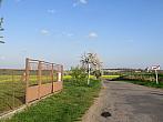 Třibřichy