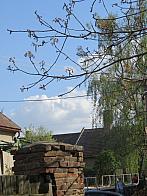 Třibřichy