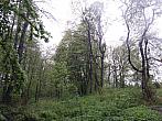 Český Těšín