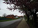 Třibřichy