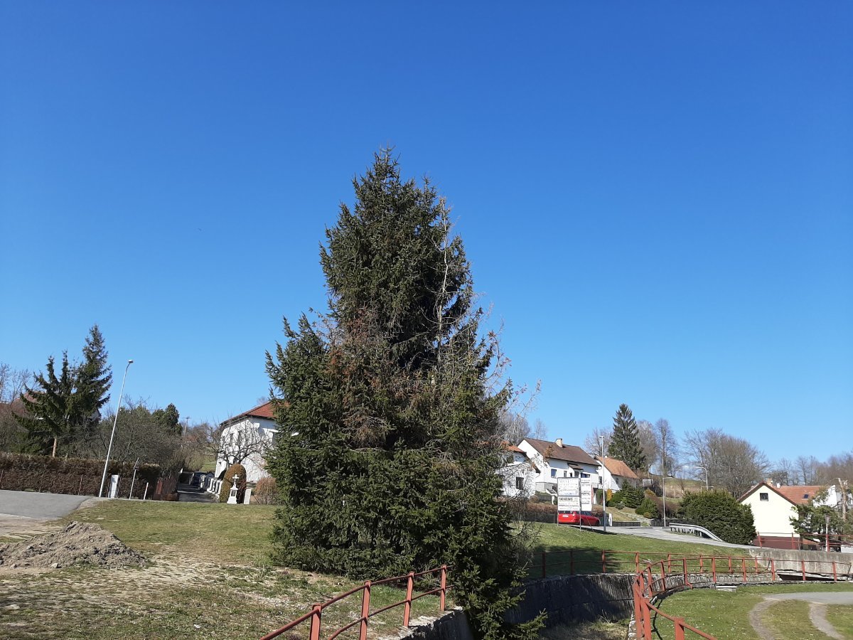 Olešná