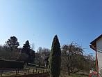 Olešná