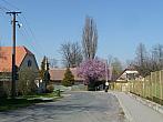 Třibřichy
