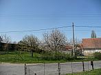 Třibřichy