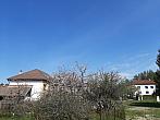 Olešná