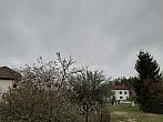 Olešná