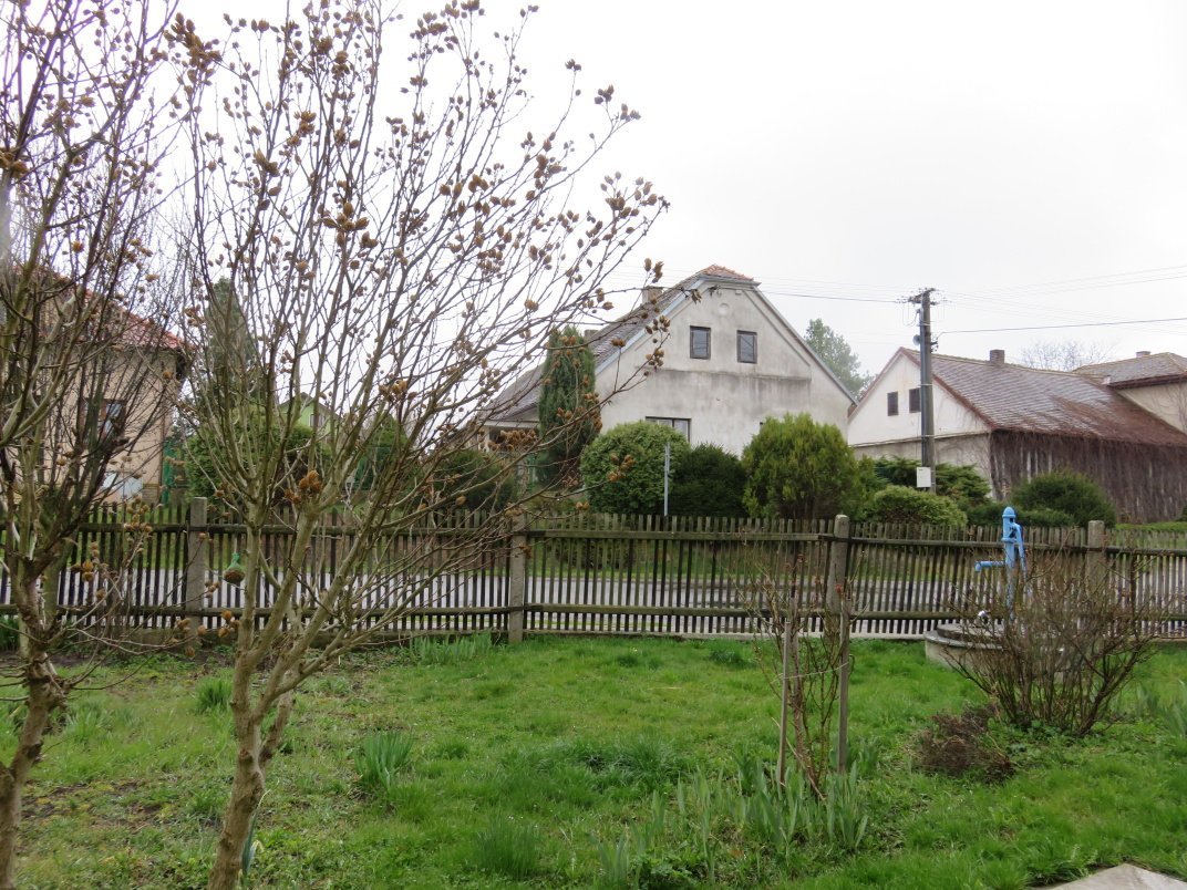 Třibřichy