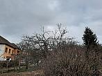 Olešná