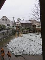 Třibřichy
