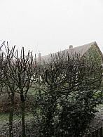 Třibřichy