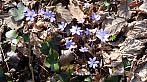 Kojetice u Prahy