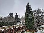 Olešná