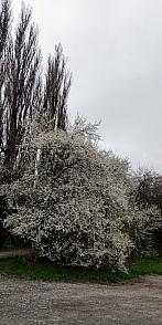Lukovany