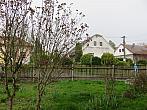 Třibřichy