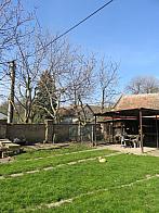 Třibřichy