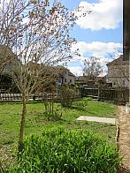 Třibřichy