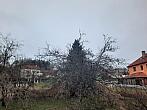 Olešná