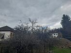 Olešná